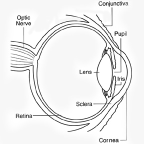 Cornea and Anterior Segment