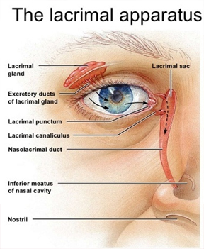 lacrimal