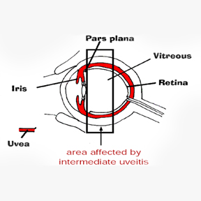 Uvea